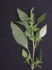 Amaranthus Retrofoexus Extract 